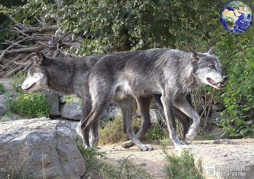 PANDA-赛后明尼苏达森林狼备战亚冠，防线松动细节曝光，管理层满意，训练强度明显提升的简单介绍